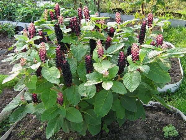 PHYTOLACCA AMERICANA